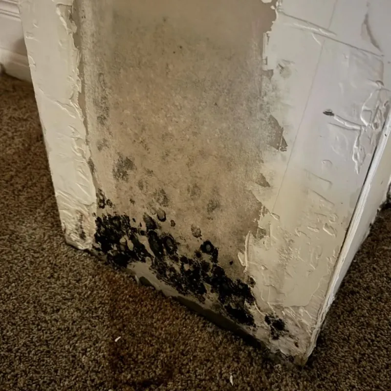 Professional Mold Removal in Nicholas County, WV